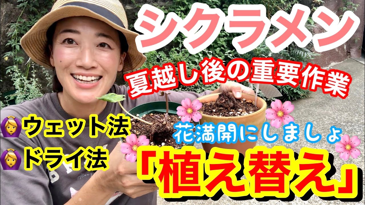 シクラメン 夏越し後の重要作業 植え替え ウェット法 ドライ法で植え替え方法が違います 夏越しした4株のガーデンシクラメン 一部ミニ を植え替えます ガーデニング Youtube