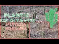 🌵PLANTACION de PITAYOS en los CERROS de la MIXTECA| la pitaya mexicana | pitaya de mayo