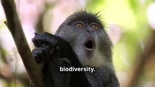 Lake Manyara National Park In Tanzania