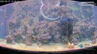 Preview of stream Mokupapapa Discovery Center Aquarium