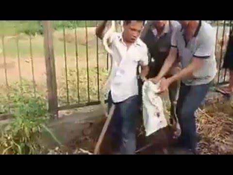 Video cảnh bắt rắn hổ mang chúa có một không hai - youtube
