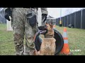 Day in the Live of an Army Military Working Dog Handler