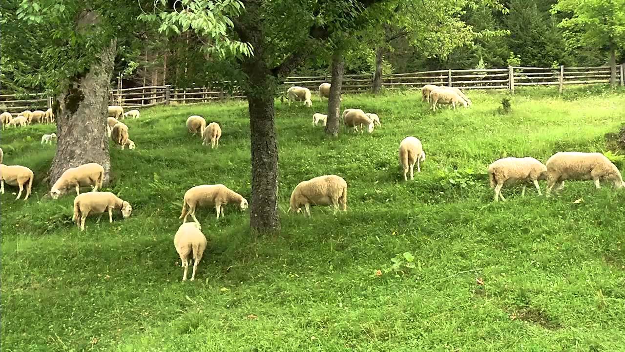 Slovenske avtohtone pasme domačih živali za kmetijstvo in prehrano