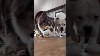 When You Get a New Toy by Layla The Boxer 96,351 views 2 months ago 1 minute, 11 seconds