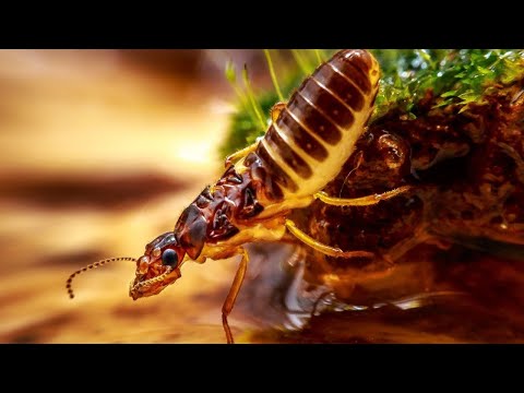 Videó: Milyen rovarok élnek Mossban?
