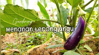 Download Lagu Menanam terong ungu dari awal sampai panen MP3 Download Lagu Menanam terong ungu dari awal sampai panen MP3