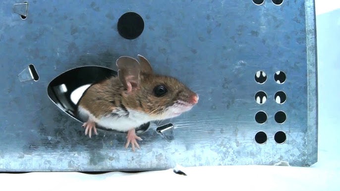 The Original Dunk-Em Mouse Trap In Action With Real Mice - Motion