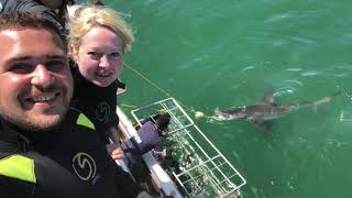 South Africa 4K Sharks Penguins! Южная Африка 4К Акулы Пингвины! South Africa 4K Sharks Penguins! Южная Африка 4К Акулы Пингвины!