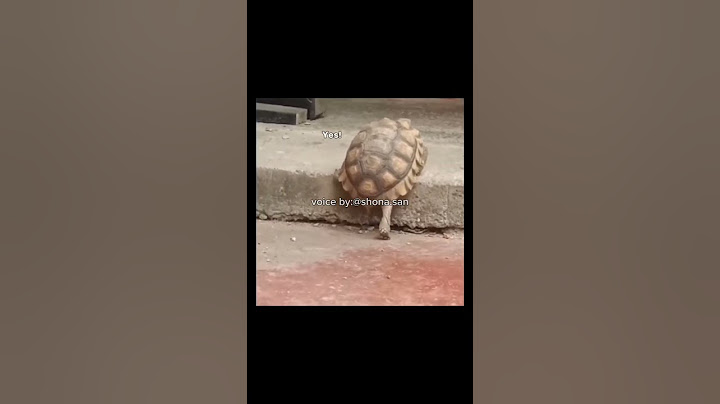 The turtle tried hard 😭
