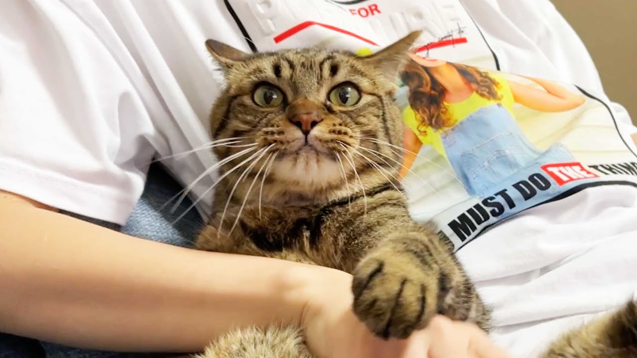 大好きなママの隣で、お腹丸出しで甘える猫 - YouTube