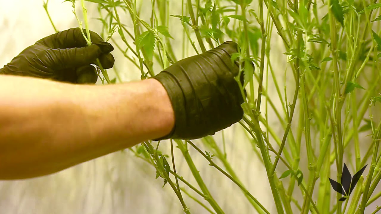 Defoliating Cannabis Plants V2