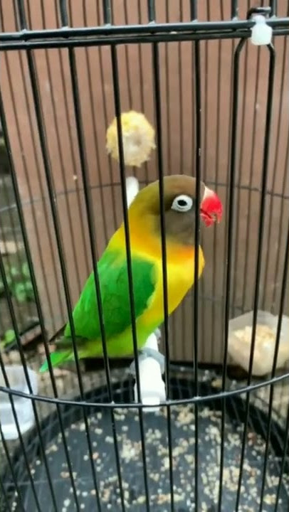lovebird jantan menuju konslet