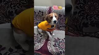 Cute Dog Says...Socho Zara😂🐶
