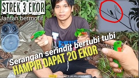 Cara mikat serindit tidak pakai lama//20 ekor berhamburan dapat 3 ekor jantan dada merah.part.01