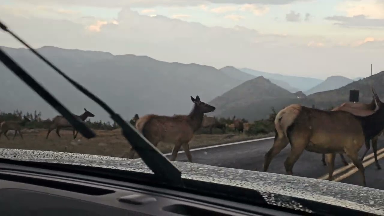 Elk Herd Grazing