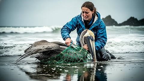 Rescuing a Pelican Trapped in a Fishing Net | Heartwarming Bird Rescue in Alaska