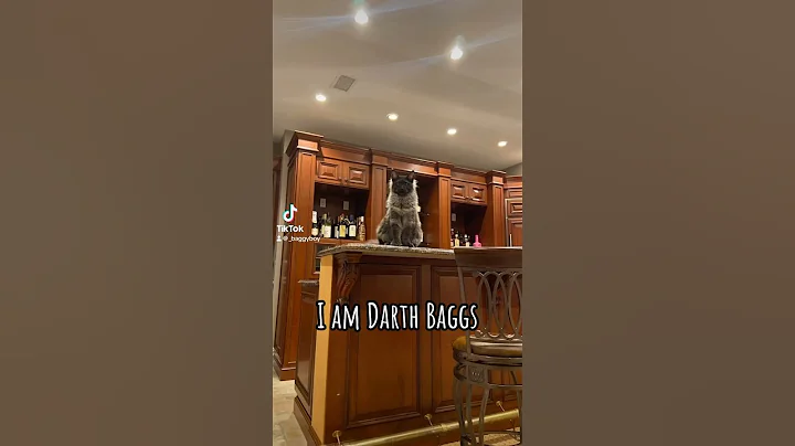 Video 11766151: mainecoon cat funnycats cutecats, mainecoon cats pets catlover, mainecoon big cat