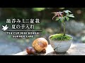 湯呑みミニ盆栽 苔の張り替え【Bonsai diary 盆栽日記 8/29】初心者の簡単盆栽の作り方 育て方 やり方 モミジ 苔 コケ maple moss tea cup EOS R5