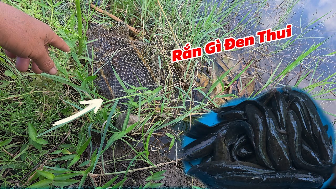 Thăm Lờ Trên Ruộng Những Ngày Không Mưa Vẫn Trúng Mánh Cá / Định Nguyễn Hậu Giang