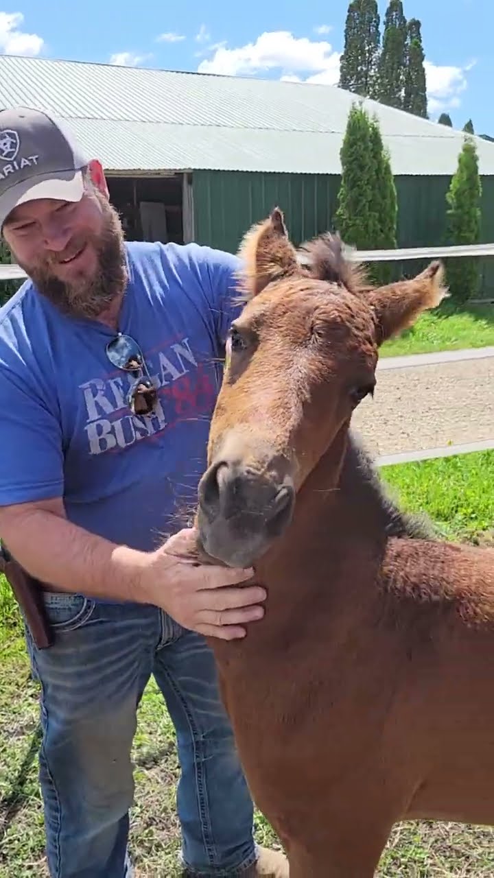 Foal Smiles When It Is Scratched || ViralHog