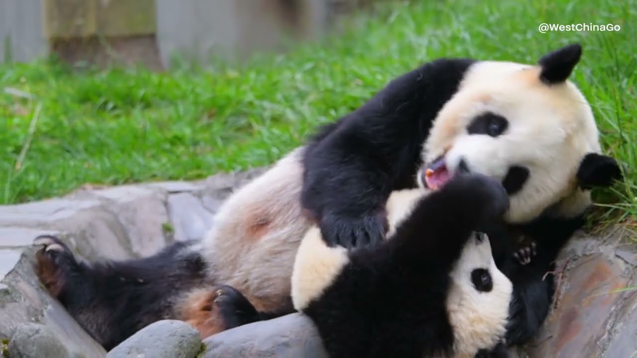 Panda's Maternal Love