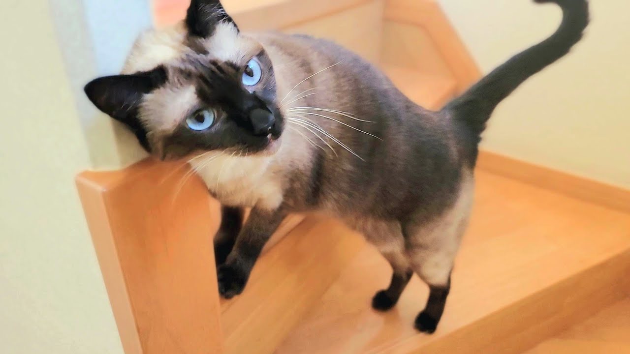 外出する飼い主を階段で追い越して上手く捕えるシャム猫 Youtube