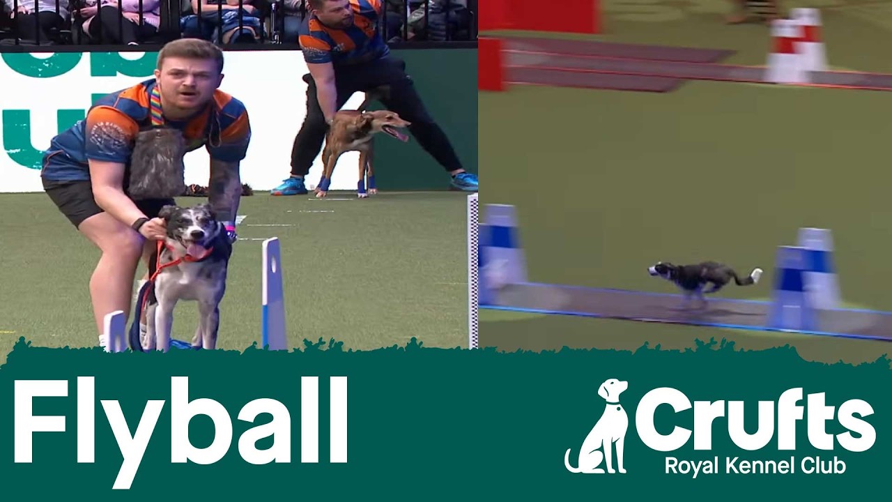 Флайбол — четвертьфинал командных соревнований | Crufts 2026