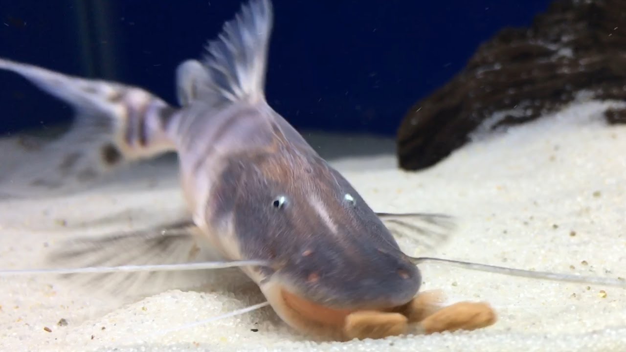 Tigrinus Catfish Hikari Sinking Carnivore Pellet Feeding