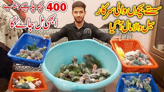 Bolne wala Tote ke Bache, Mithu ke Bachhe | Kashmiri Raw Parrot Babies | Talking Parrot Chicks