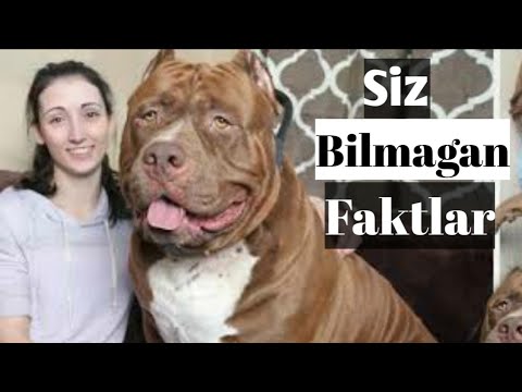 itlar-haqidagi-qiziqarli-faktlar!-|-Итлар-хакида-кизикарли-фактлар!-1080hd