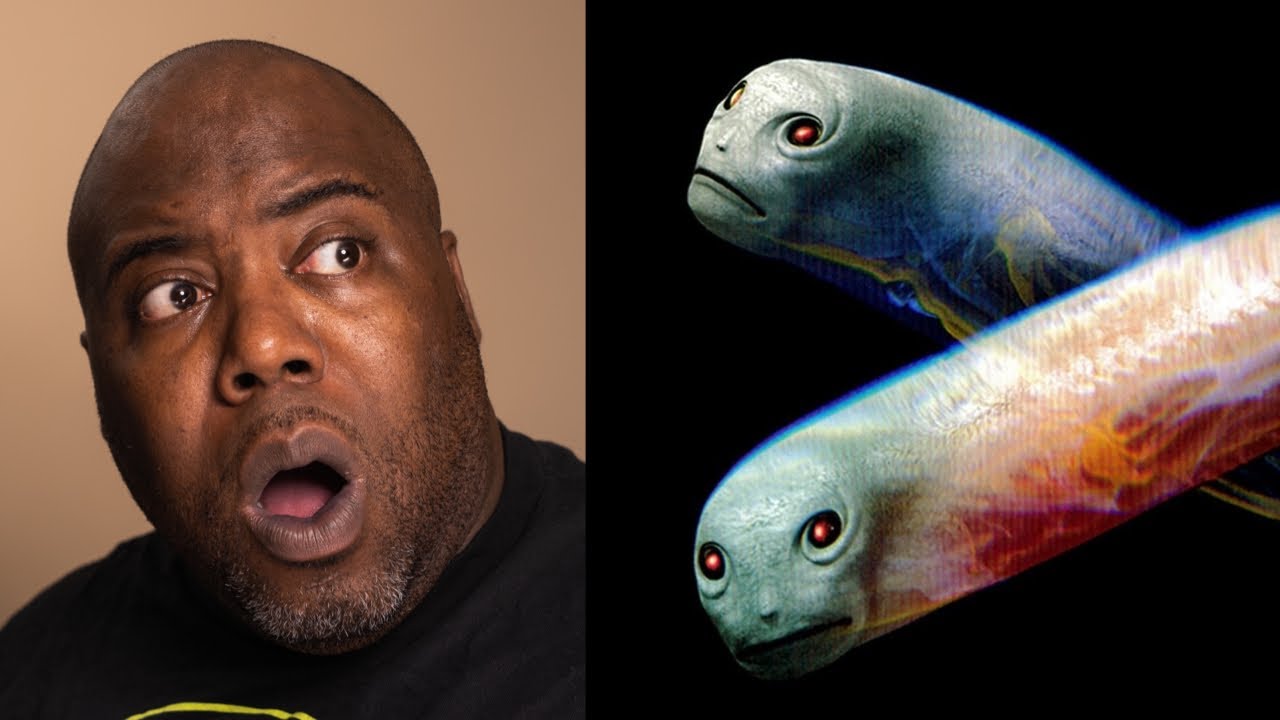 HUMANS SUCK | TOOL - Vicarious Reaction