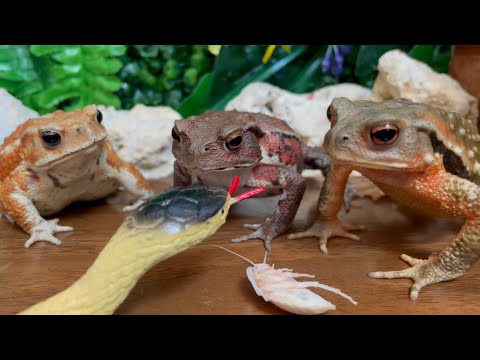 Kikuzato S Stream Snake