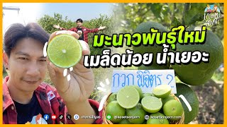 มะนาวสายพันธุ์ใหม่ น้ำเยอะ เมล็ดน้อยโตไวใน 1 ปี | เกษตรสัญจร