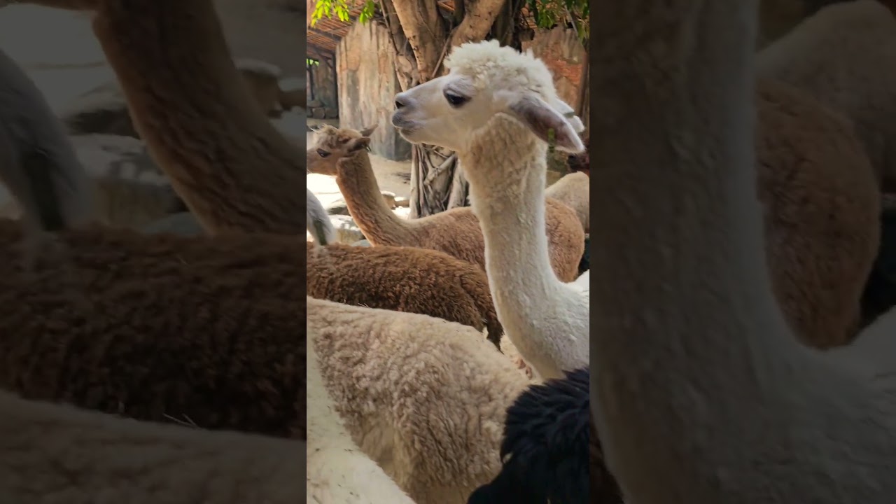 Alpaca (Lama pacos) kind of sheep