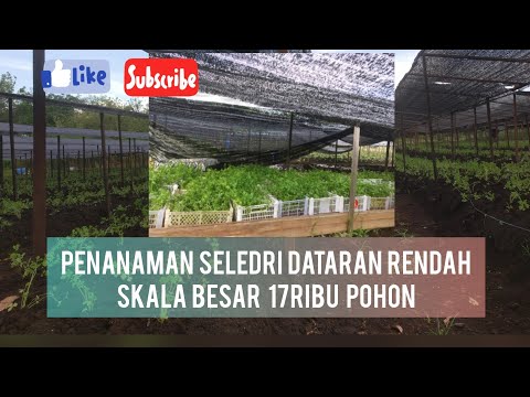 Video: Seledri Harum