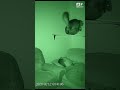 Cat Detects Creaking Shelf, Topples Heavy Vase Away from Sleeping Owner | Night Vision 🏺🛡️ #Shorts