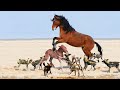 The Best Of Animal Attack 2022 - Most Amazing Moments Of Wild Animal Fight! Wild Discovery Animal p9