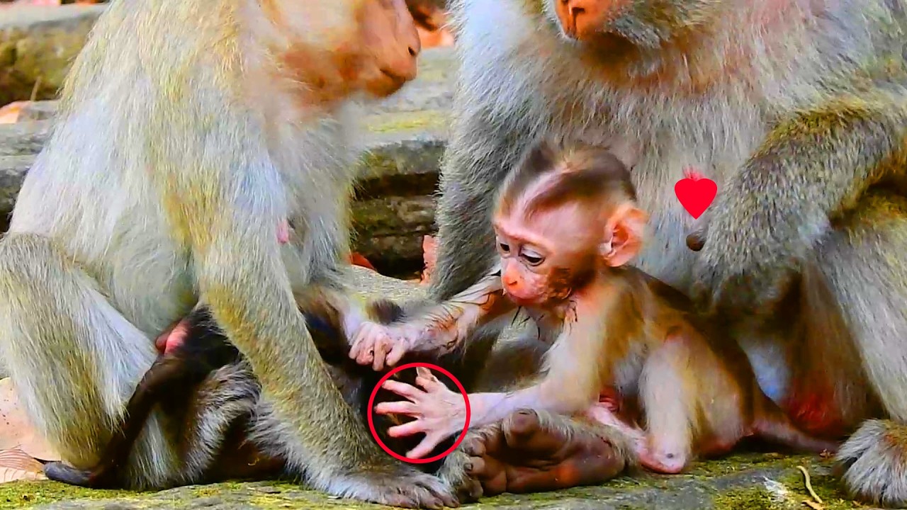 Unbelievable Boris request his newborn nephew play with him, Boris is healthy & happy as normal now