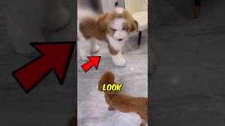 Which POODLE Would You Choose Giant or Standard? 🤔