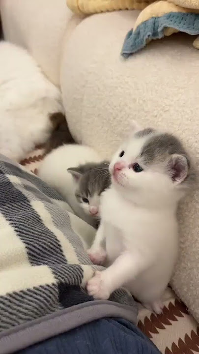#cat #kitten #cutecat