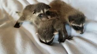 Orphaned Baby Raccoons in Care at WildCare (4 weeks)