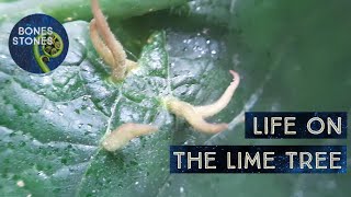 Life on the lime tree