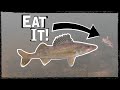 So Many Walleyes! -  Ice Fishing Walleyes + Underwater Footage