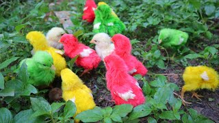 Mencari Anak Ayam WarnaWarni, Ayam Rainbow, Ayam Lucu, Anak Ayam Lucu
