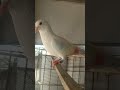 pigeon#short#video#youtube#short#video