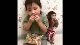 Kumpulan Video monyet Lucu Funny Monkey 2019