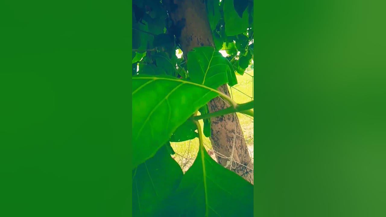 kis-chij-ka-ped-hai-bataiye-youtube