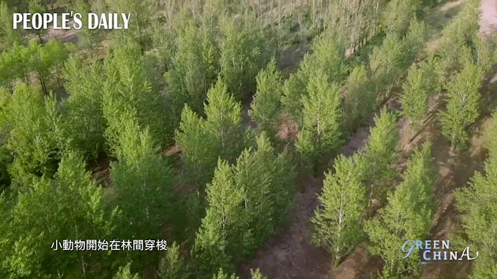 112万亩人工防护林——河北 塞罕坝 - 天天要闻