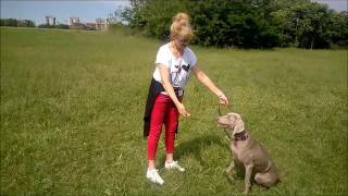 Weimaraner : Calypso Educazione 1