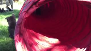 Lytles K9S Jj Litter 6Wks4Days